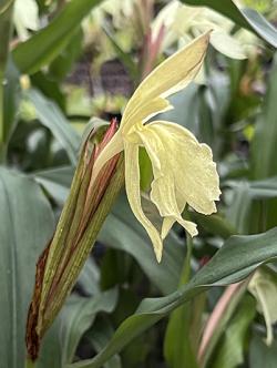 <i>Roscoea</i> x <i>beesiana</i>